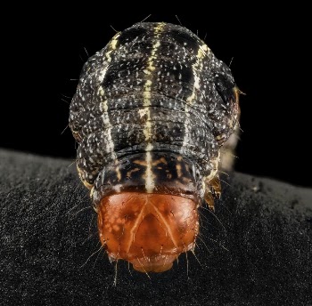 Southern armyworm, close up head | Free Photo - rawpixel