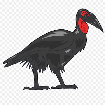 Southern ground hornbill Beak Portable Network Graphics Yellow-backed duiker - hornbill pattern 