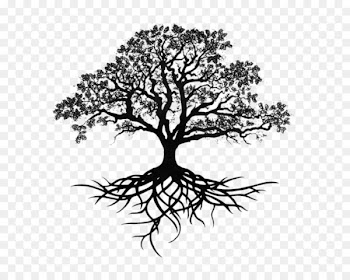 Southern live oak Drawing Tree Sketch - tree 