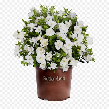 Southern Living Plant Collection Shrub Cape jasmine Gardenia thunbergia Tree -  