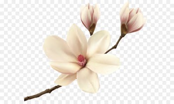 Southern magnolia Flower Magnolia fraseri Tree Floristry - White Spring Magnolia Branch PNG Clip Art Image 