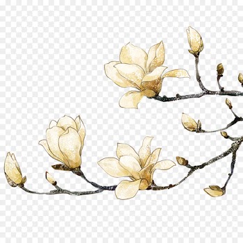 Southern magnolia Painting Flower - White peach 