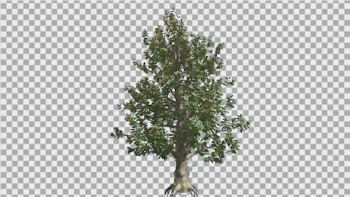 Southern Magnolia Tree Is Swaying In The #196465 - PNG Images - PNGio