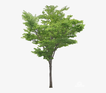 Southern Magnolia Tree Plant Clip Art - Locust Tree Png - Free ...