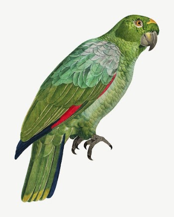Southern Mealy Amazon parrot bird, | Free PSD Illustration - rawpixel