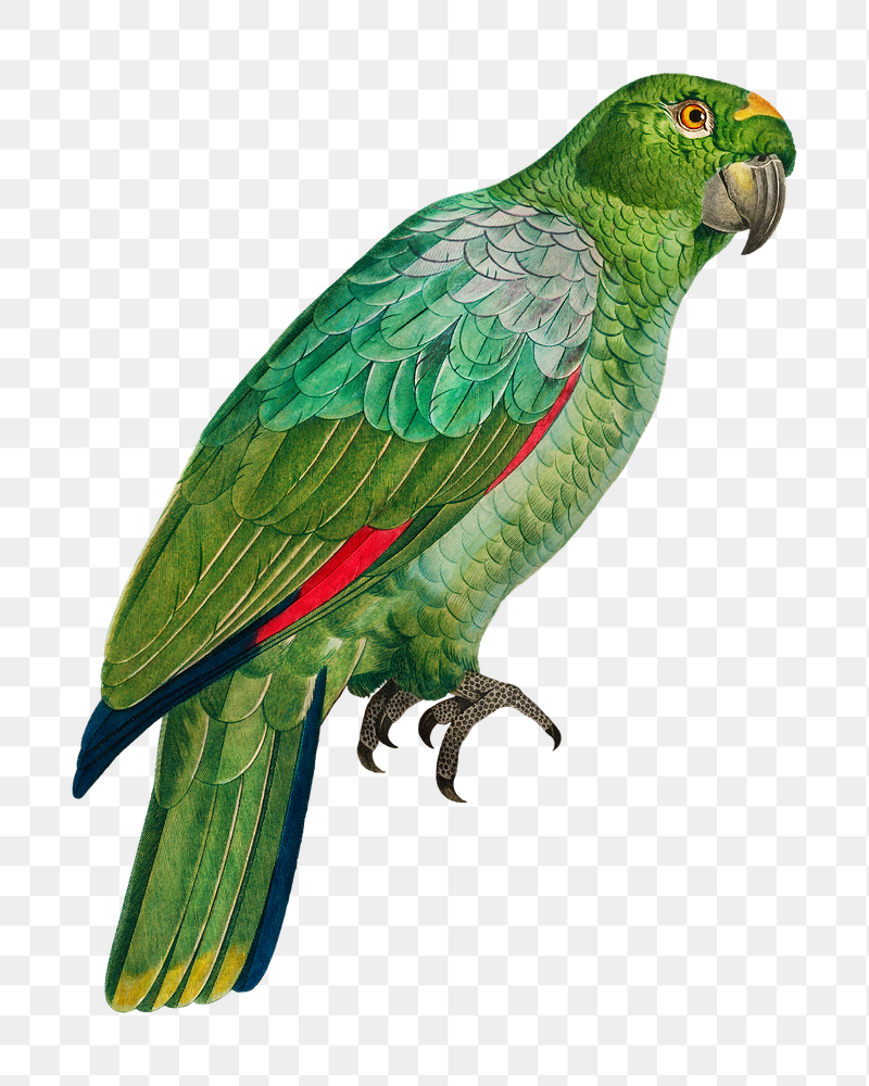 Southern Mealy Amazon parrot png | Free PNG Illustration - rawpixel