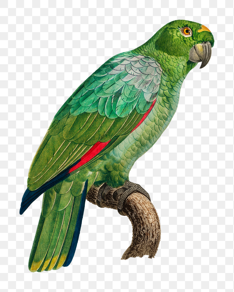 Southern Mealy Amazon parrot png | Free PNG Illustration - rawpixel