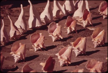 Souvenir Seashells Are Lined Up | Free Photo - rawpixel