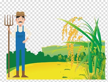 Sowing rice transparent background PNG clipart