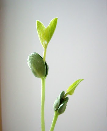 soybeans01.jpg