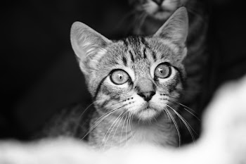 Space Gray Photo of Cat