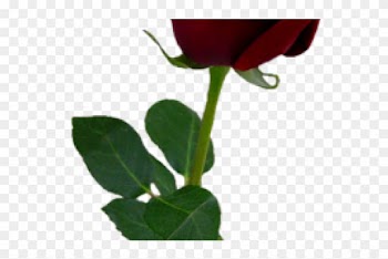Spain Clipart Red Rose - Red Rose Png Aesthetic