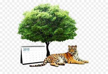 Spain Consumption Building - Tiger tree 