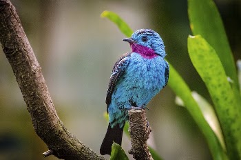 Spangled cotinga blue bird image, | Free Photo - rawpixel