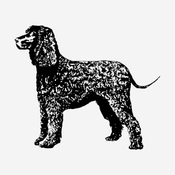 Spaniel dog drawing, vintage pet | Free Photo - rawpixel