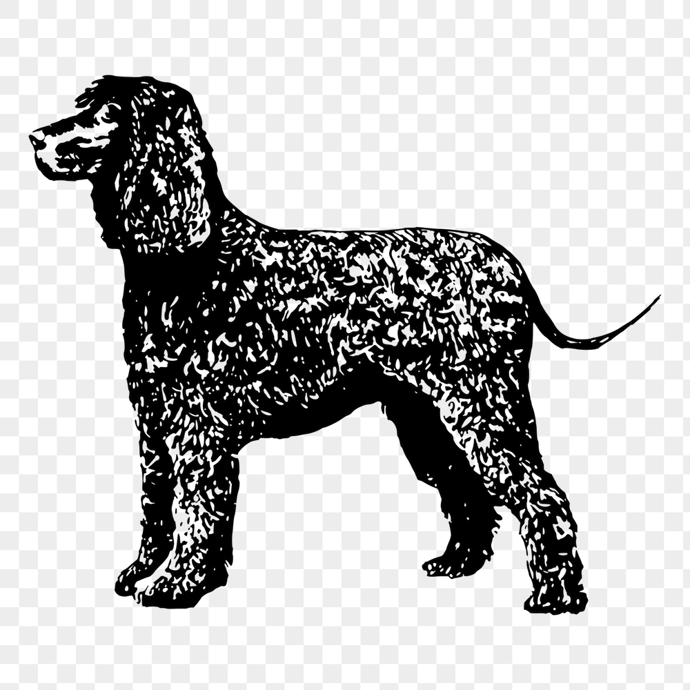 Spaniel dog png sticker, vintage | Free PNG - rawpixel