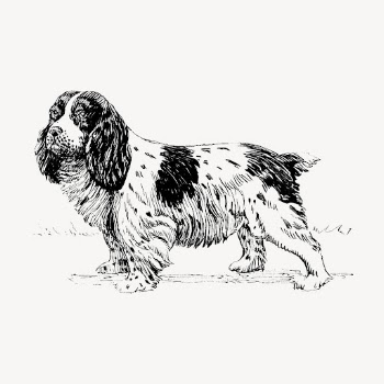 Spaniel dog, vintage animal illustration | Free Vector Illustration - rawpixel