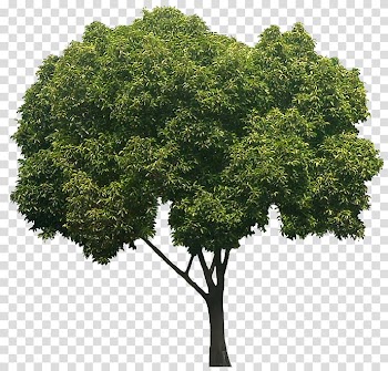 Spanish cherry Tree Embryophyta Evergreen Fruit, tree shade transparent background PNG clipart