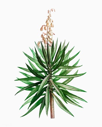 Spanish dagger plant | Free stock vector - 568430