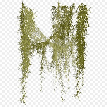 Spanish moss Clip art - Liane Rossler 