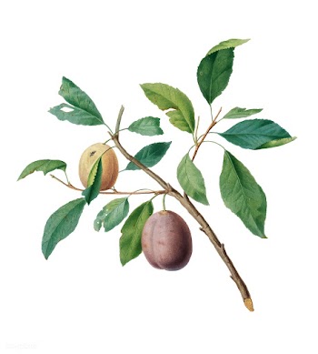 Spanish plums from Pomona Italiana (1817-1839.. | Free stock vector - 487960