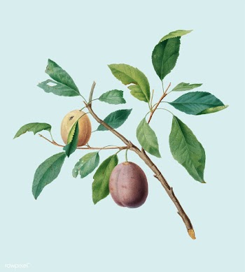 Spanish plums from Pomona Italiana illustrati.. | Free stock vector - 487948