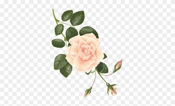 Séparateur - Botanical Drawing Of A Rose