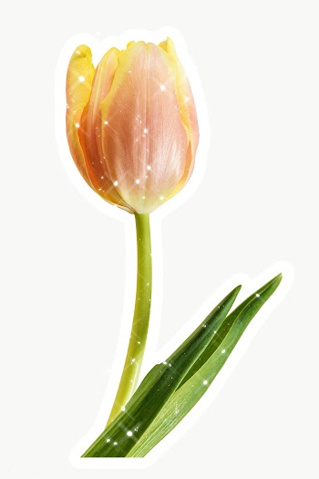 Sparkling peach tulip flower sticker with white border | Free  transparent png - 2349562