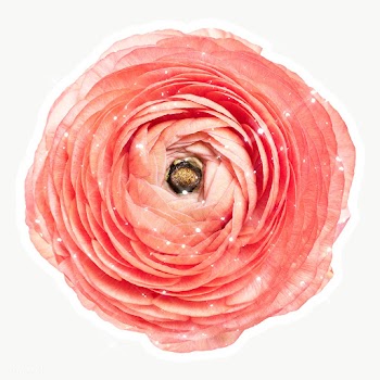 Sparkling pink ranunculus flower sticker with white border | Free  transparent png - 2349542