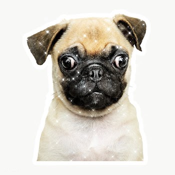 Sparkling pug puppy sticker with white border | Free  transparent png - 2359575