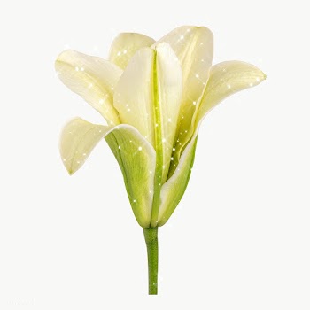 Sparkling white lily flower design element | Free  transparent png - 2349421