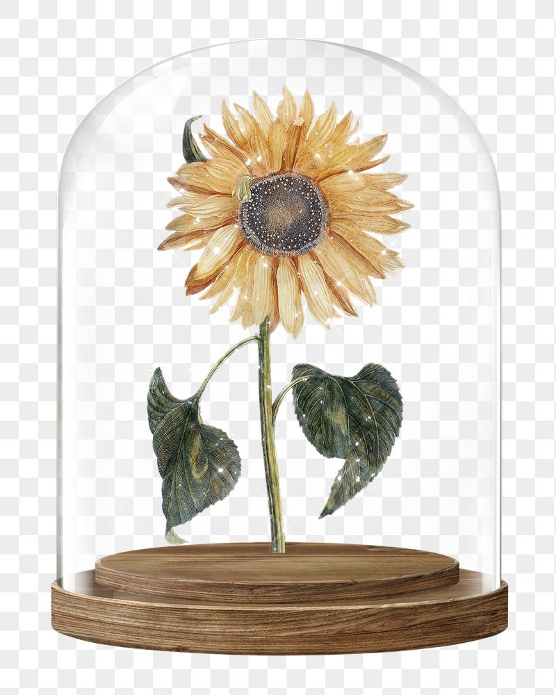Sparkly sunflower png glass dome | Free PNG - rawpixel