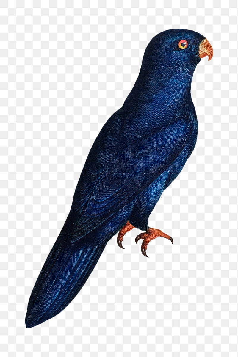 Sparman parakeet parrot png bird | Free PNG Illustration - rawpixel