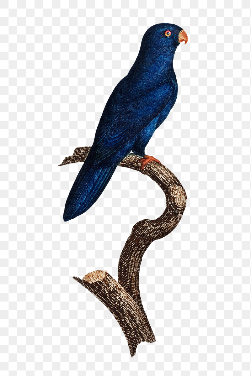 Sparman parakeet parrot png bird | Free PNG Illustration - rawpixel