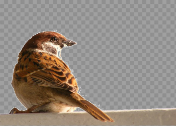 Sparrow Bird PNG Image Background