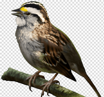 Sparrow Bird PNG Picture