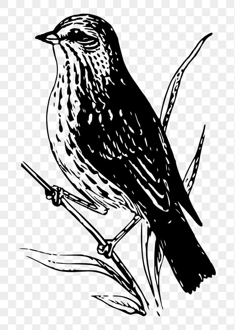 Sparrow bird png sticker illustration, | Free PNG - rawpixel