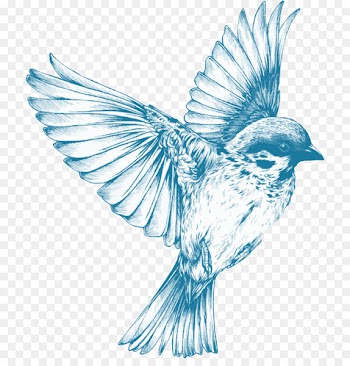 Sparrow Bird Swallow Drawing Sketch - sparrow 