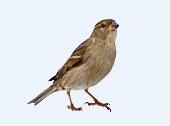 Sparrow Detail.jpg