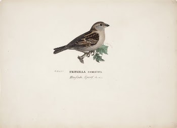 Sparrow, female, 1828 - 1838, | Free Photo - rawpixel