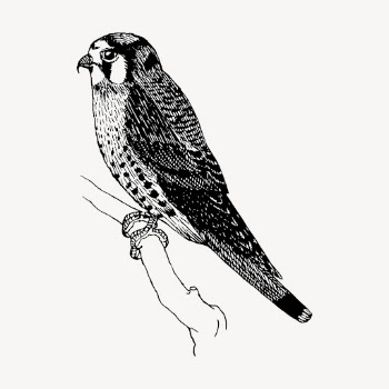 Sparrow hawk bird drawing, vintage | Free Vector - rawpixel