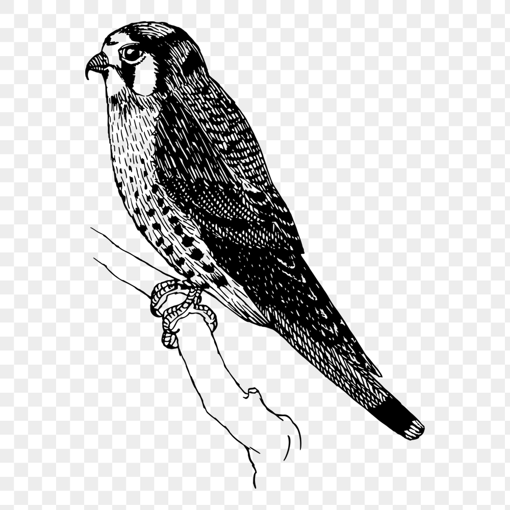 Sparrow hawk png bird sticker, | Free PNG - rawpixel
