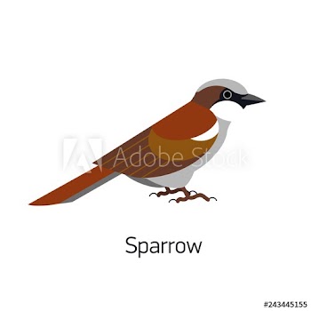 Sparrow isolated on white background
