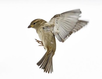 Sparrow Landing.jpg