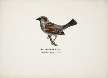 Sparrow, male, 1828 - 1838, | Free Photo - rawpixel