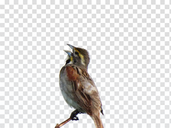 Sparrow PNG High-Quality Image