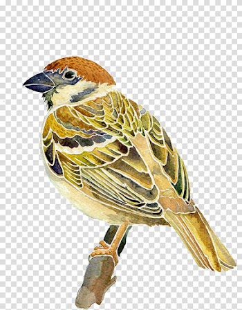 Sparrow transparent background PNG clipart