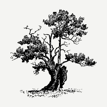 Sparse tree drawing, vintage illustration | Free PSD - rawpixel