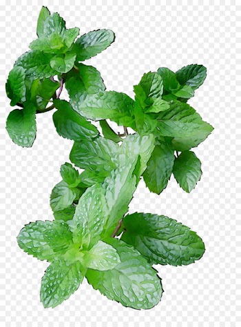 Spearmint Herbalism Leaf Peppermint -  