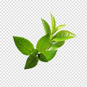 Spearmint leaves, Leaf Mentha spicata, Mint leaf transparent background PNG clipart